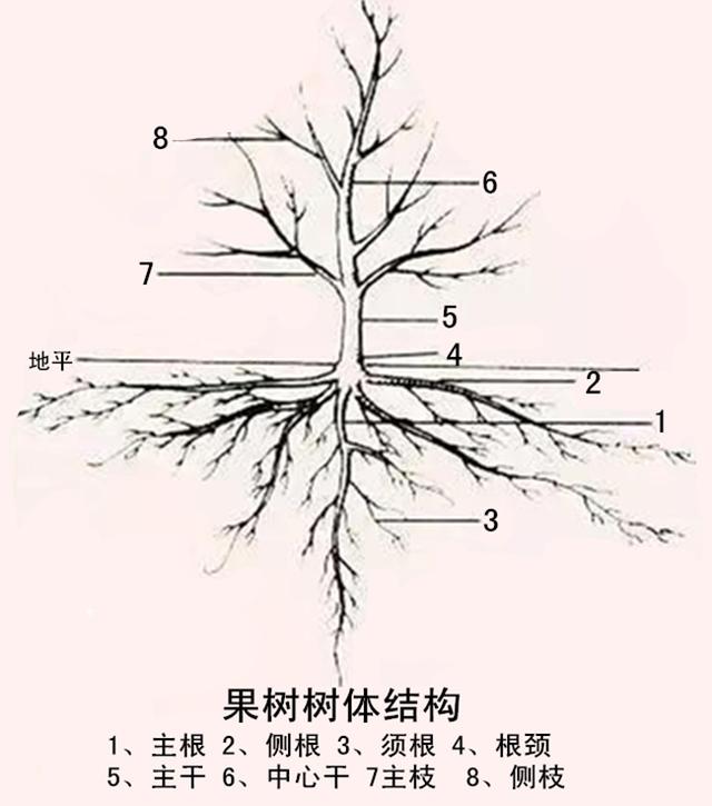 果树的 根系生长特点