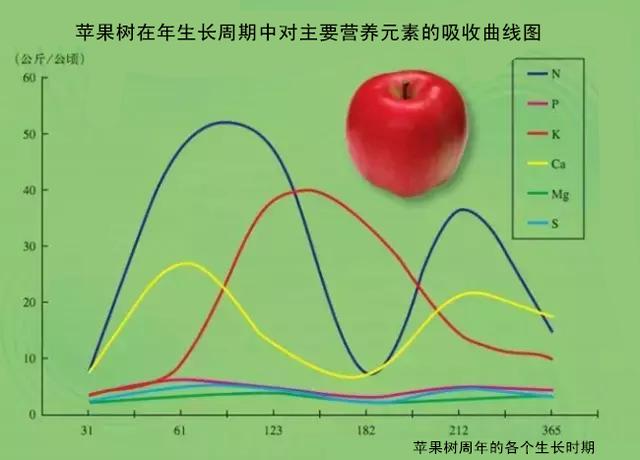 果树的 根系生长特点