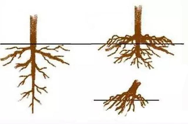 果树的 根系生长特点