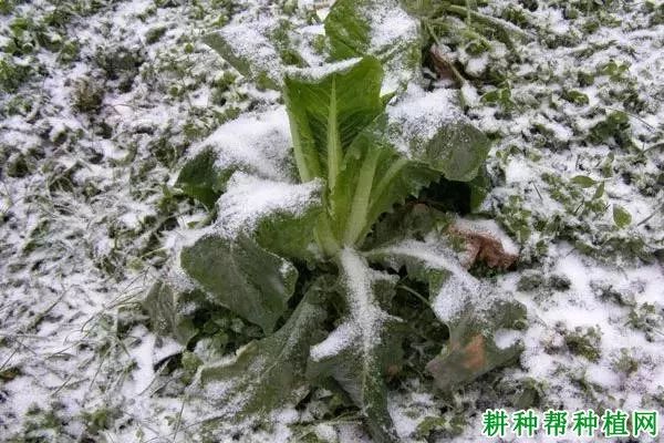 蔬菜受低温冻害后如何管理(蔬菜受低温冻害后如何管理呢)