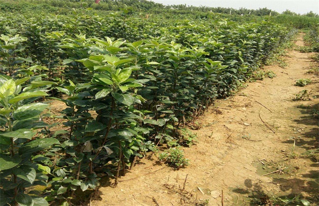 矮化苹果苗栽培管理(矮化苹果树的栽培与管理技术)