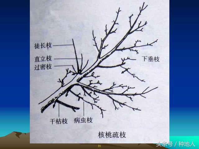 核桃整形修剪技术图解(树木整形修剪技术图解)