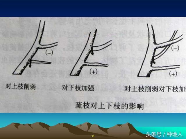 核桃整形修剪技术图解(树木整形修剪技术图解)