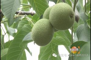 核桃树夏季管理(核桃树春季如何管理)