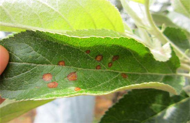 苹果经常遇见病虫害防治办法(苹果病虫害综合防治技术)