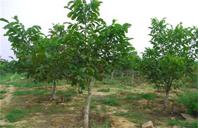 春季核桃种植注意些什么(重庆核桃种植基地)