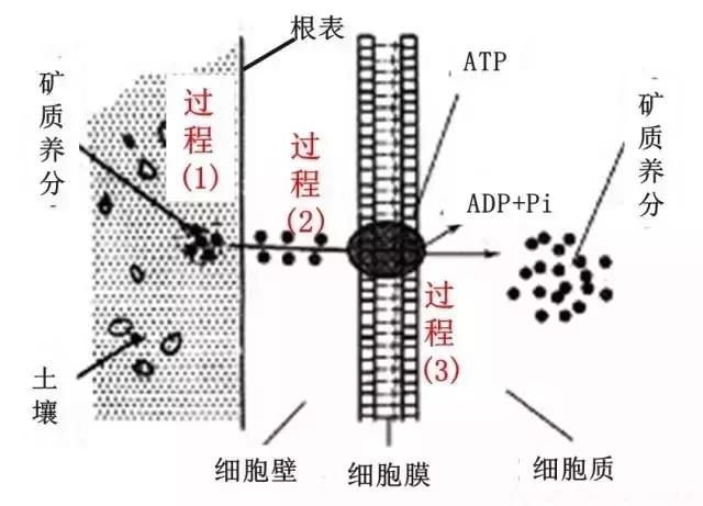 根系是如何吸收矿质养分的(根系吸收营养的三种方式)