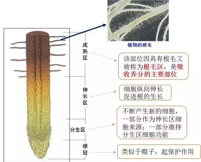 根系是如何吸收矿质养分的(根系吸收营养的三种方式)