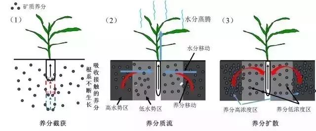 根系是如何吸收矿质养分的(根系吸收营养的三种方式)