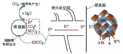 根系是如何吸收矿质养分的(根系吸收营养的三种方式)