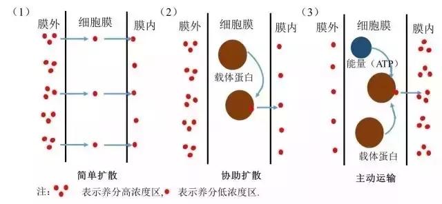 根系是如何吸收矿质养分的(根系吸收营养的三种方式)