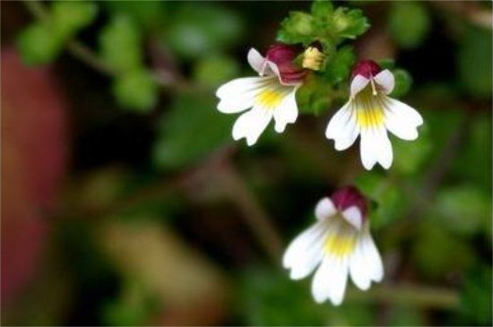 小米花的花语(干花小米果花语大全)