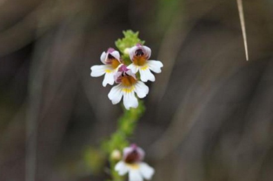 小米花的花语(干花小米果花语大全)