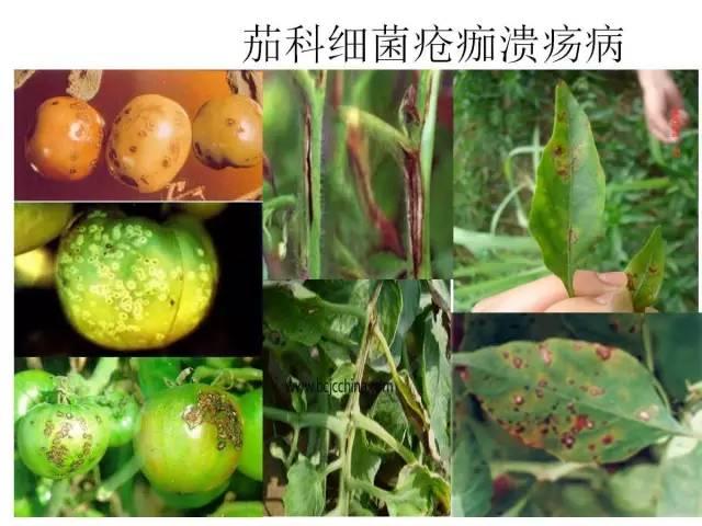 蔬菜病虫害高清图谱(蔬菜病虫害图片)