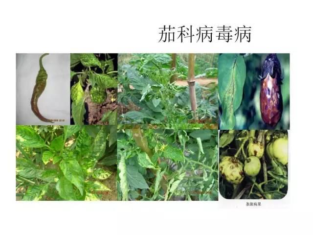 蔬菜病虫害高清图谱(蔬菜病虫害图片)