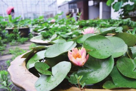 睡莲怎么种植(睡莲 种植方法)