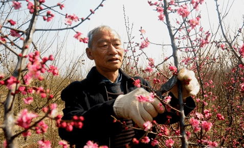 梅花如何修剪枝叶(梅花修剪口诀图解)