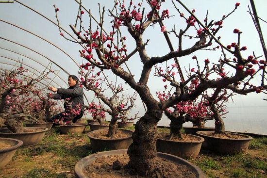 梅花如何修剪枝叶(梅花修剪口诀图解)