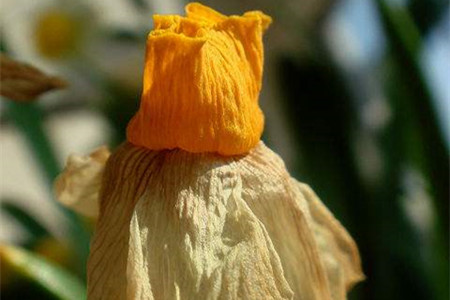 水仙花开花后怎么处理(水仙花开花后怎么处理视频)