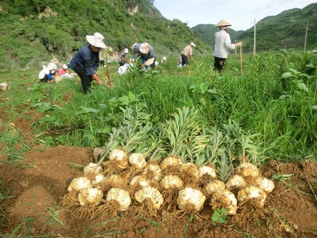 甘肃百合种植基地