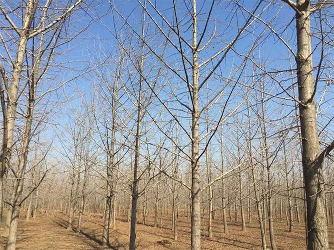 银杏树正确种植方法