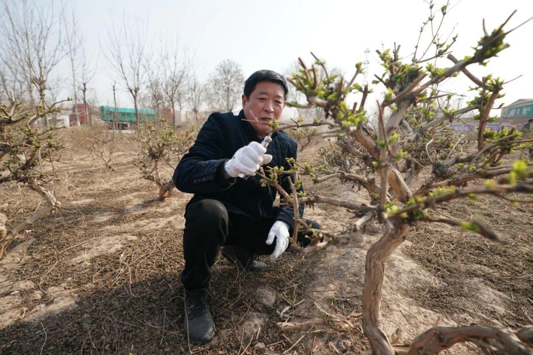 金银花疯长怎样修剪