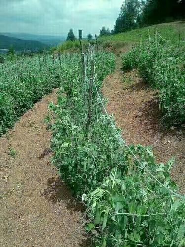 长寿仁豌豆种植技术与管理