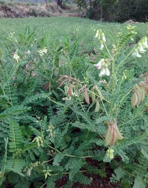 中药黄芪种植技术