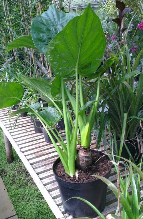 滴水观音和广菜,芋头的区别