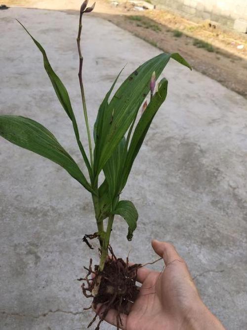 白芨种植技术和栽培要点