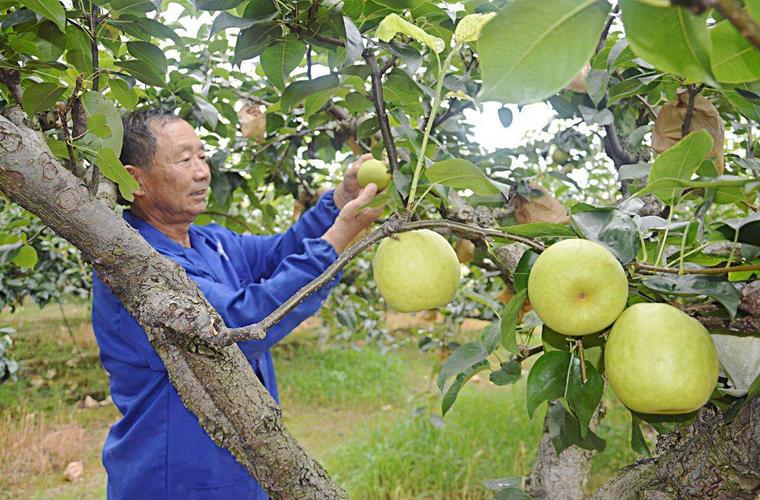 雪梨适合什么地方种植