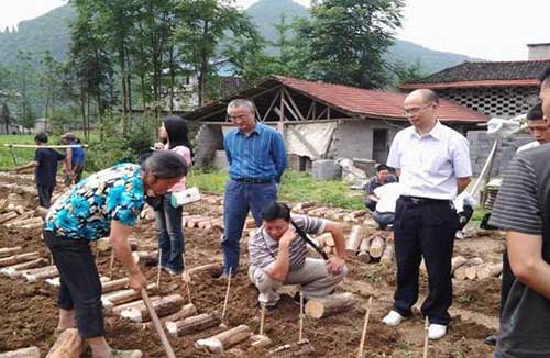 茯苓种植技术与栽培管理视频