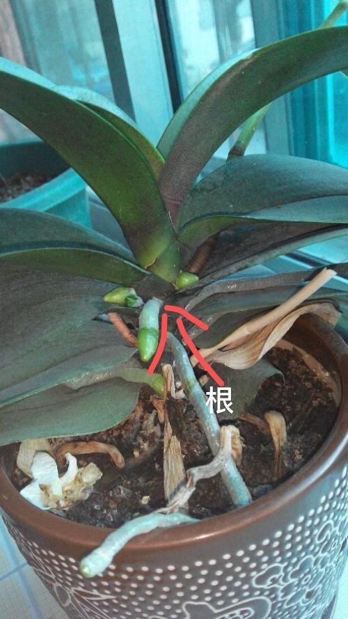 兰花种植技术初学者视频