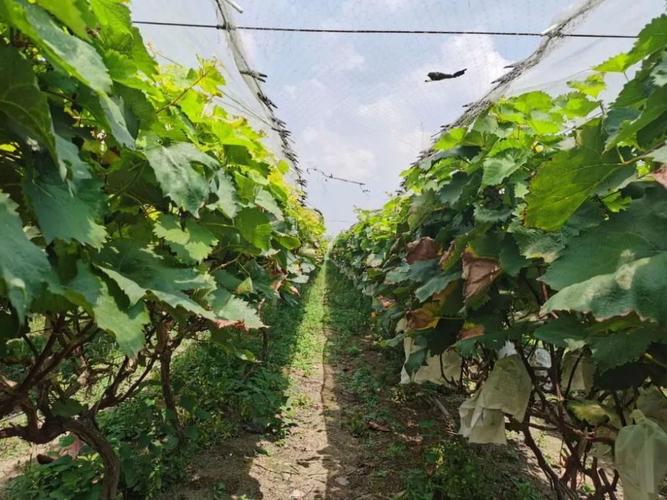 冬季露地大棚葡萄种植技术