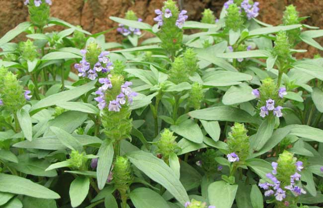 夏枯草种植技术视频