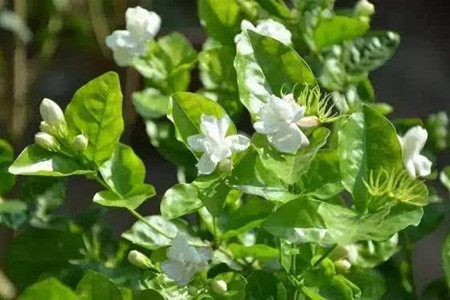 茉莉花怎么养殖(茉莉花应该怎么养殖呢)