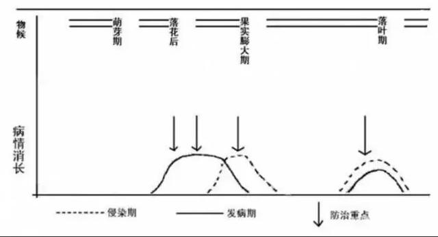 果树清园11个要点(过期口红的11个妙用)