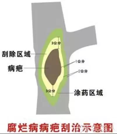 果树清园11个要点(过期口红的11个妙用)