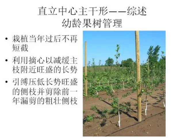 苹果树整形及修剪技术(苹果树修剪技术视频整形和修剪)