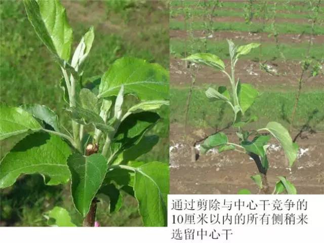 苹果树整形及修剪技术(苹果树修剪技术视频整形和修剪)