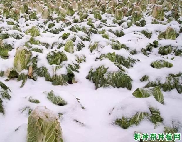 蔬菜受低温冻害后如何管理(蔬菜受低温冻害后如何管理呢)