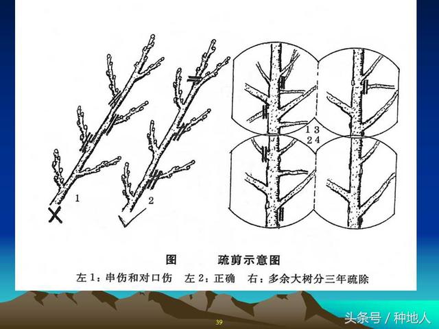 核桃整形修剪技术图解(树木整形修剪技术图解)