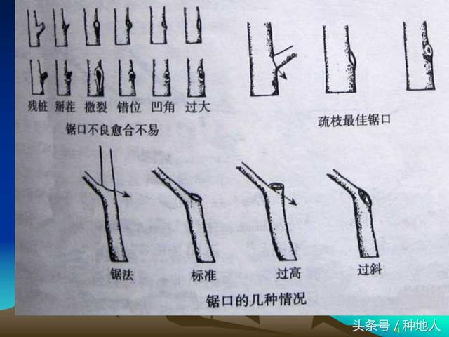 核桃整形修剪技术图解(树木整形修剪技术图解)