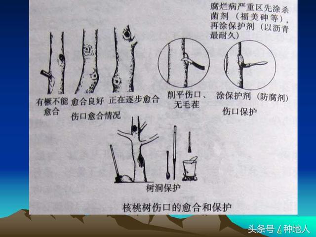 核桃整形修剪技术图解(树木整形修剪技术图解)