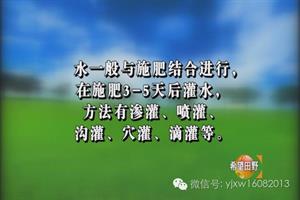 核桃树夏季管理(核桃树春季如何管理)