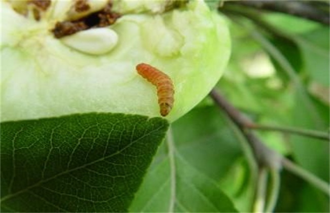 苹果经常遇见病虫害防治办法(苹果病虫害综合防治技术)