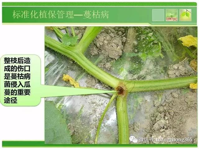 超详细西瓜标准化栽培技术(现在最新西瓜种植技术)