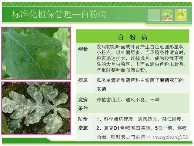 超详细西瓜标准化栽培技术(现在最新西瓜种植技术)