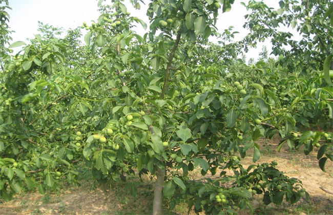 春季核桃种植注意些什么(重庆核桃种植基地)