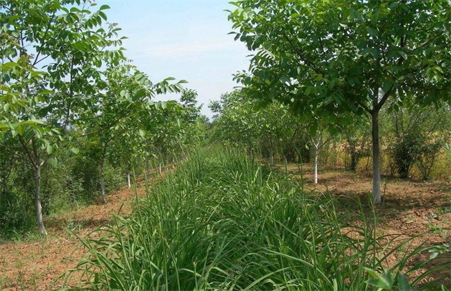 春季核桃种植注意些什么(重庆核桃种植基地)